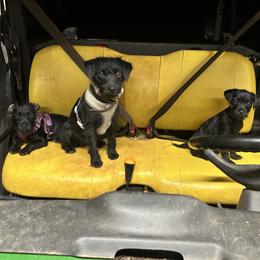 Sayyida - Patterdale Terrier