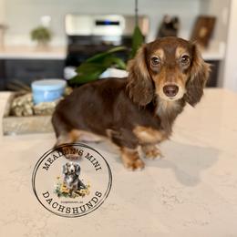 Winnie - Dachshund