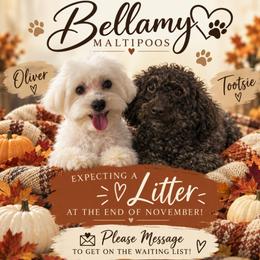 Maltipoo puppies from Bellamy Maltipoos