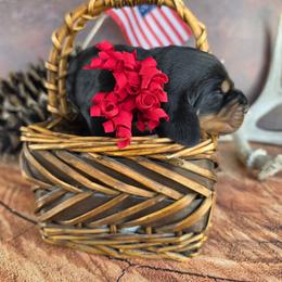 Baby Blue - Black and tan male Black and Tan Coonhound puppy in Ephraim, Utah from Wanderlust Coonhounds