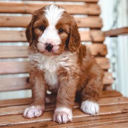 Journey - Red male Bernedoodle puppy in Jackson, Missouri from Pincksten Family Doodles