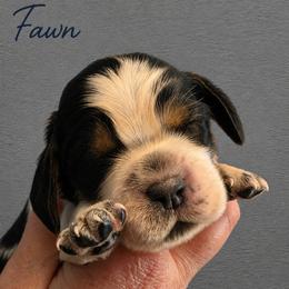 Fawn - Tri-Roan female English Springer Spaniel puppy in Fort White, Florida from Thunderbird Springers