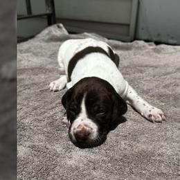 German Shorthaired Pointers and Pembroke Welsh Corgis from Rita's German Shorthaired Pointers & Pembroke Welsh Corgis