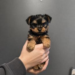 Jasper - Black and gold male Yorkshire Terrier puppy in Glendale, California from Los Angeles Teacup Yorkie