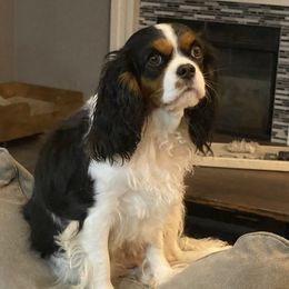 Dior - Cavalier King Charles Spaniel