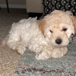 Goldendoodle Puppies from DeBerrys Doodles