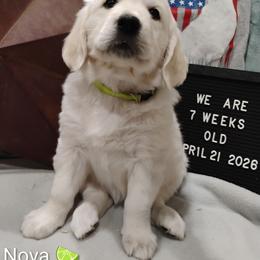 Lime green collar girl - Light golden female Golden Retriever puppy in Rochester, Washington from Grand Mound Goldens