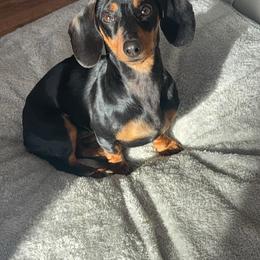Dachshund puppies from Rocky Top Weenies