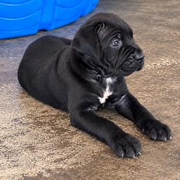 Bruno - Black brindle male Cane Corso puppy in Trenton, Texas from Trained To Go Corso Kennels (T.T.G. Corso Kennels)