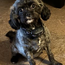Suzie Cue - Cavapoo