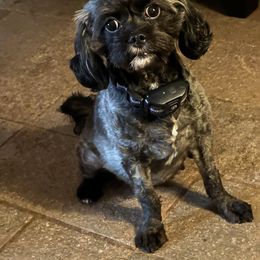 Suzie Cue - Cavapoo