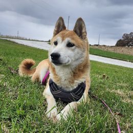 MOCHA - Shiba Inu