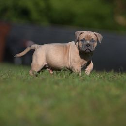 American Bully Puppies from Manuia Kennels