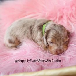 Noodles - Dapple male Dachshund puppy in Robesonia, Pennsylvania from Happily Ever After’s Puppies