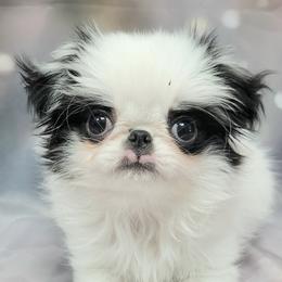 Boy 1 - White and black male Japanese Chin puppy in Kissimmee, Florida from kennel ASTRAGUS