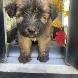 Rollo - Wheaten male Soft Coated Wheaten Terrier puppy in Nokomis, Illinois from Windhill Wheatens