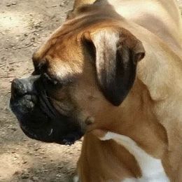 Boxers from MCVE BOXERS