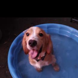 Beemer - Golden male English Cocker Spaniel puppy in Bainbridge, Georgia from Chapman Bird Dogs