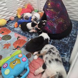 Australian Shepherd and Chow Chow Puppies from Calypso Chow Chows and Australian Shepherds