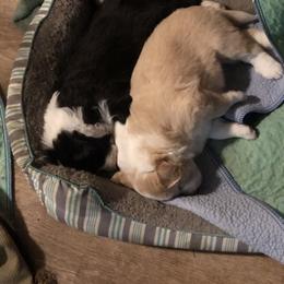 Border Collie Puppies from Cahill’s Canines