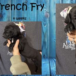 French Fry - Black male Great Dane puppy in Medford, New York from Alchemy Danes
