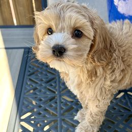 Star - Red Cockapoo puppy in Roseville, California from Darby Park Doodles