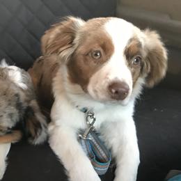 Miniature Australian Shepherds from Wren’s Nest Farm