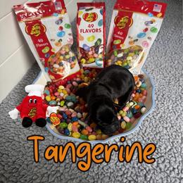 Tangerine - Black male Labrador Retriever puppy in Water Valley, Mississippi from Three Lakes Labs & WHDs