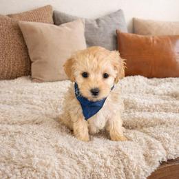 Blizzard - Red male Maltipoo puppy in St. George, Utah from Winchester Hills Poodles and Doodles