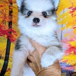 Beech - 1800 - Black and white male Pomsky puppy in Spring Hill, Florida from www.PuppyTimeEmporium.com
