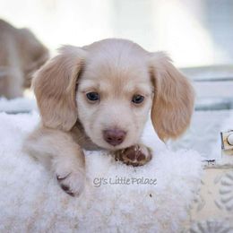 Winter - Cream female Dachshund puppy in Excel, Alabama from CJ’s Little Palace