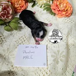 Phantom - Phantom male Bernedoodle puppy in Graham, Texas from 2 Rose Ranch Doodles
