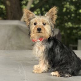 Shih Tzus and Yorkshire Terriers from Maria’s Family Shih-tzus