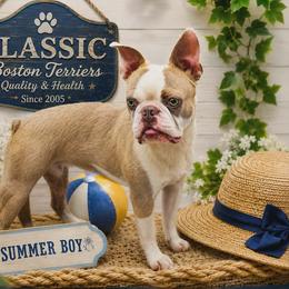 Tonka - Boston Terrier