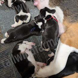 Red - Black tan and white male Beagle puppy in Vallejo, California from Tailwindfarm