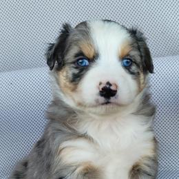 Australian Shepherd, Shichon, and Shihpoo Puppies from Pilot Hill Teddy Bear Puppies