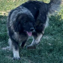 Missy - Sarplaninac