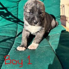 Boy 1 - Brindle male Armenian Gampr puppy in Neenach, California from The Mustangs Ranch