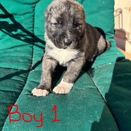 Boy 1 - Brindle male Armenian Gampr puppy in Neenach, California from The Mustangs Ranch