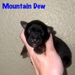 Mountain Dew - Black tri male Miniature Australian Shepherd puppy in Lincoln, California from Country Dreams Mini Aussies