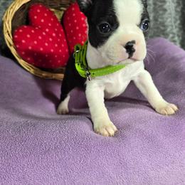 Aubrey - Black and white female Boston Terrier puppy in Millers Creek, North Carolina from Tumbling Shoals Hilltop Bostons