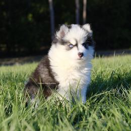 Grace - Black and white female Pomsky puppy in Loxahatchee, Florida from Cardinal Point Pomskies