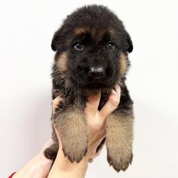 Red Boy - Black and tan male German Shepherd puppy in Buxton, Oregon from Buxton Oregon Shepherds