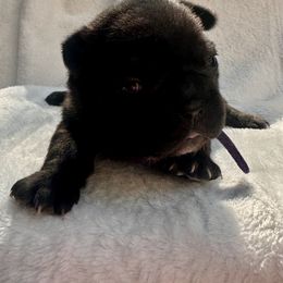 French Bulldog Puppies from Hope Mountain French Bulldogs