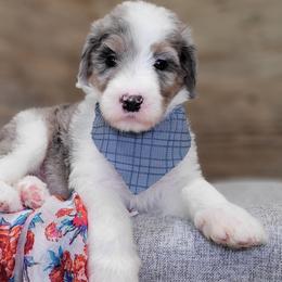 Goldendoodles from DNLS Doodle Puppies