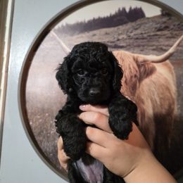 Maple (Purple Band) - Black female Poodle puppy in Plainfield, New Jersey from Caris Paws Poodles and Labradoodles