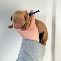 Benedict - Red male Dachshund puppy in Greenfield Center, New York from Ridgeview Springers & Dachshunds
