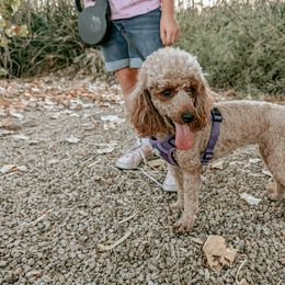 Rosie - Poodle