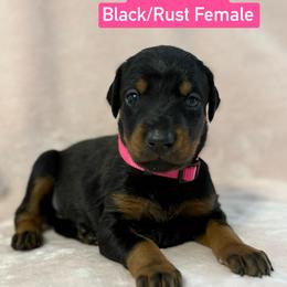 Pink Collar - Black and rust female Doberman Pinscher puppy in Lake City, Florida from Paintedcrazy Doberman Pinchers