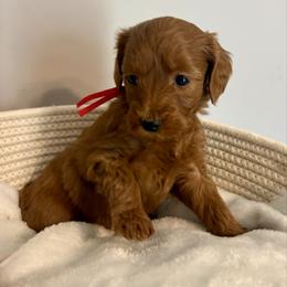 Mario - Red  male Goldendoodle puppy in Dayton, Tennessee from MK Goldendoodles